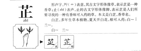 芷的五行|芷字五行属什么